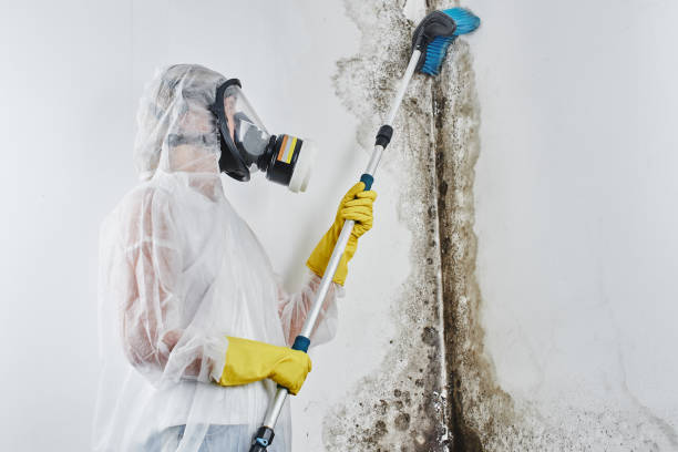 Mold Testing and Removal in Beverly, MA