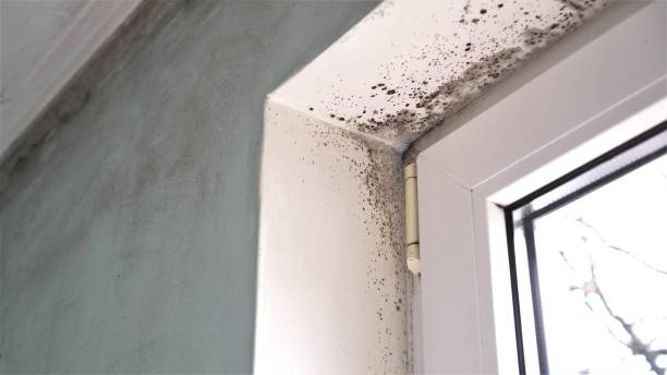 Best Local Mold Removal Service  in Beverly, MA