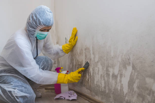 Best Residential Mold Removal  in Beverly, MA
