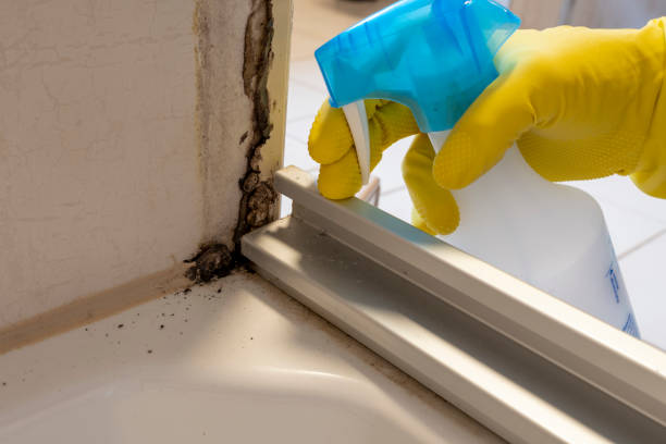 Best Affordable Mold Removal  in Beverly, MA