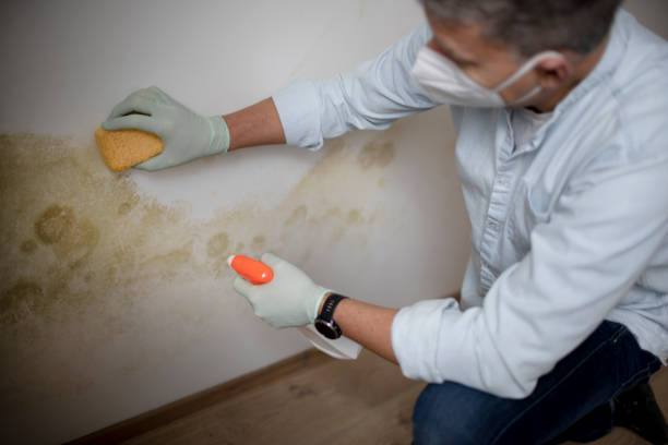 Best Mold Testing  in Beverly, MA