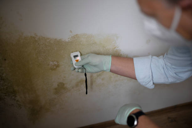 Best Black Mold Removal  in Beverly, MA