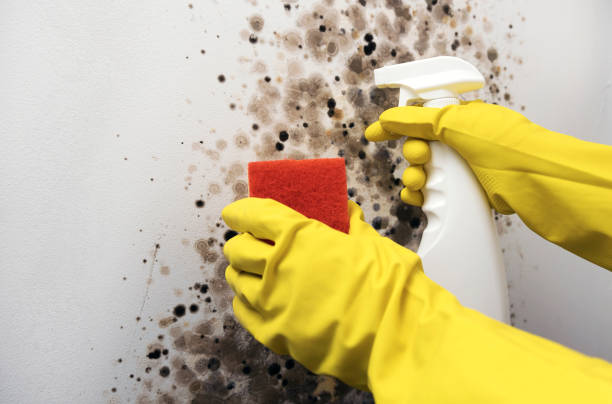 Best Mold Removal Company Near Me  in Beverly, MA